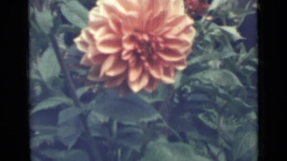 Soft 8mm close-up of an orange dahlia in a leafy garden, consistent with the 1967 Saint Petersburg clip metadata.