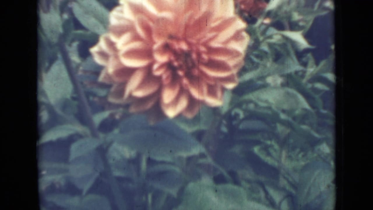 Peach-orange dahlia surrounded by green leaves in soft-focus 8mm footage.