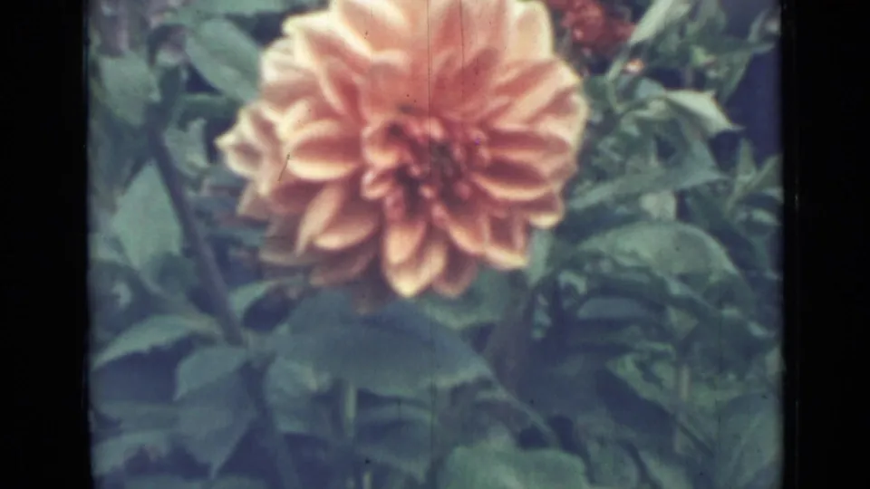 The same peach-orange dahlia appears against leafy garden growth, with faded color and vertical film marks visible in the frame.