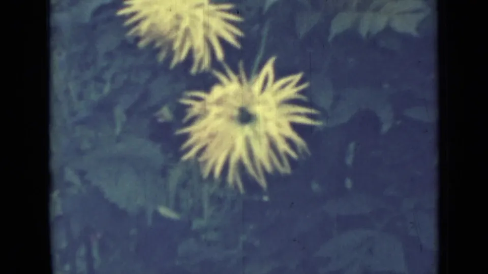 Two pale yellow, spiky-petaled flowers stand out from darker garden leaves in the lower contact-sheet frame.