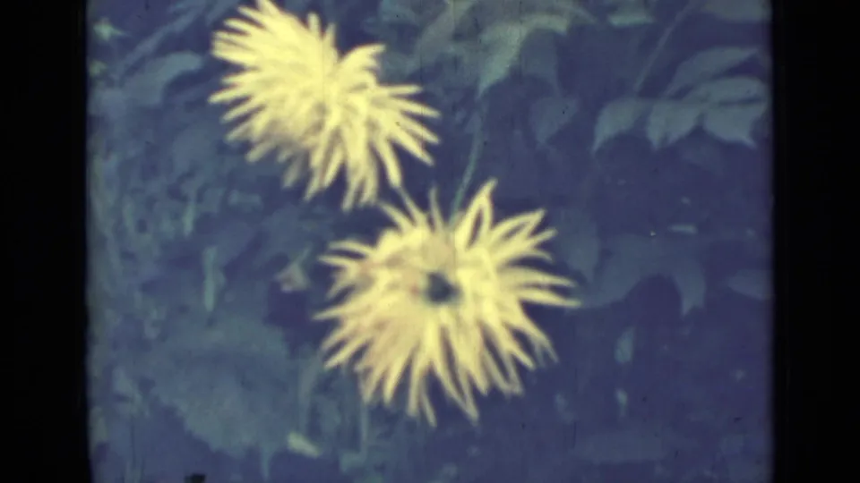Two yellow garden flowers appear in soft 8mm focus, with dark leafy foliage and blue-green shadow tones behind them.