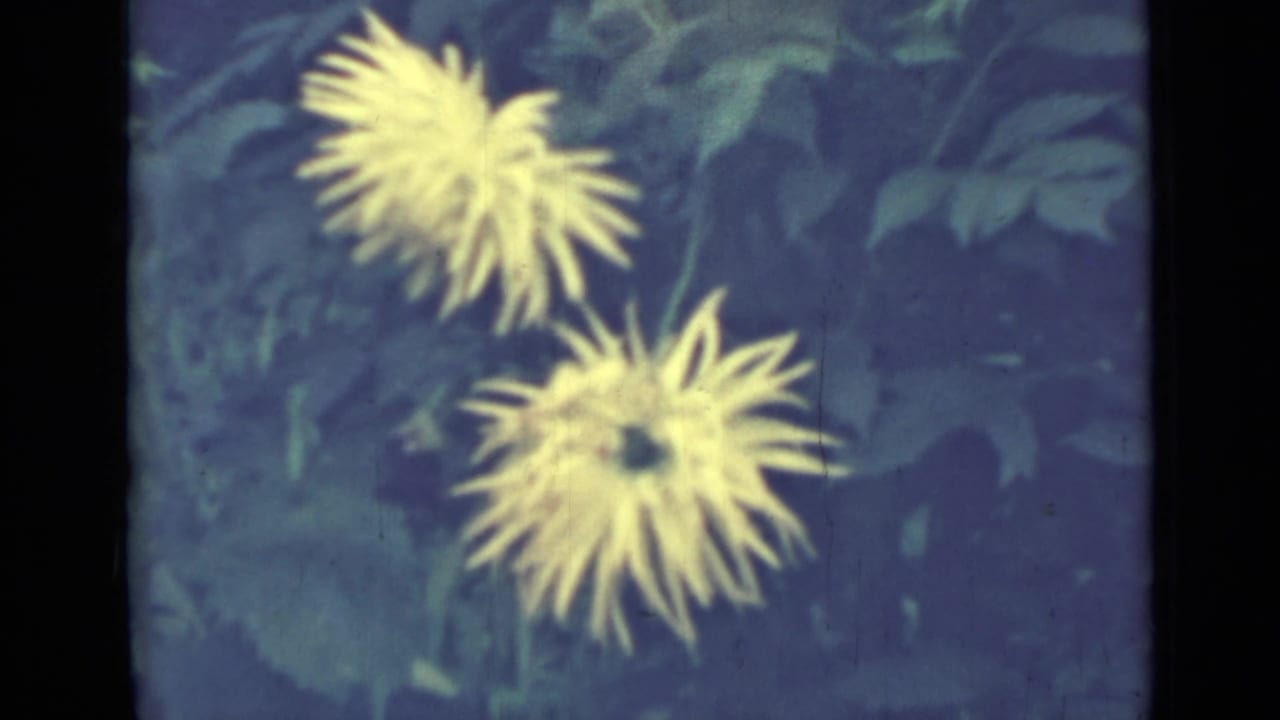 Yellow spidery-petaled flowers against dark green leaves.