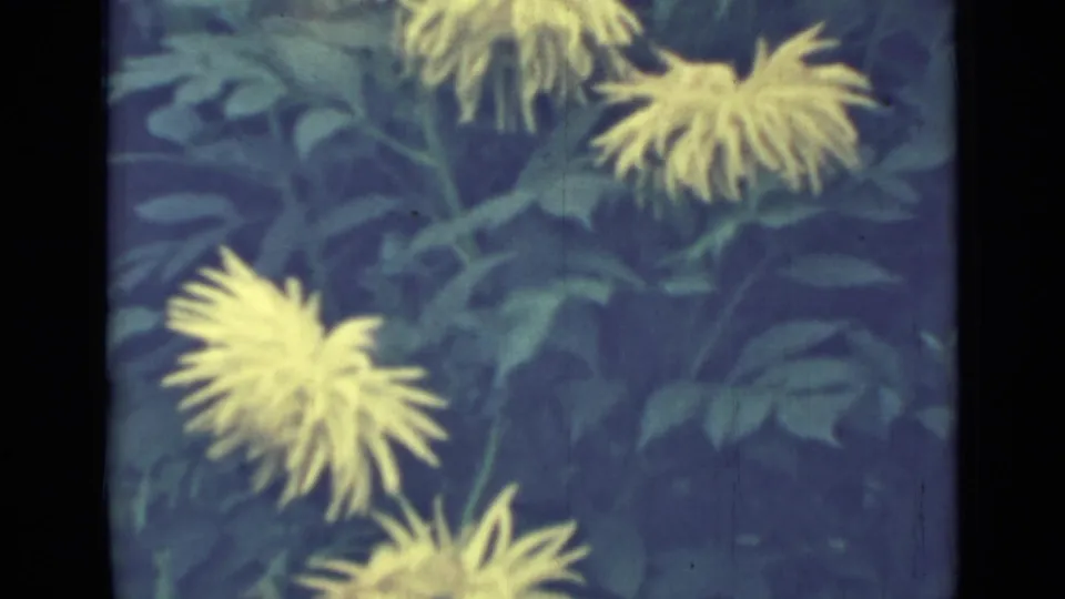 Yellow spidery blooms and dense leaves appear in a steady 8mm garden close-up from the Saint Petersburg 1967 metadata.