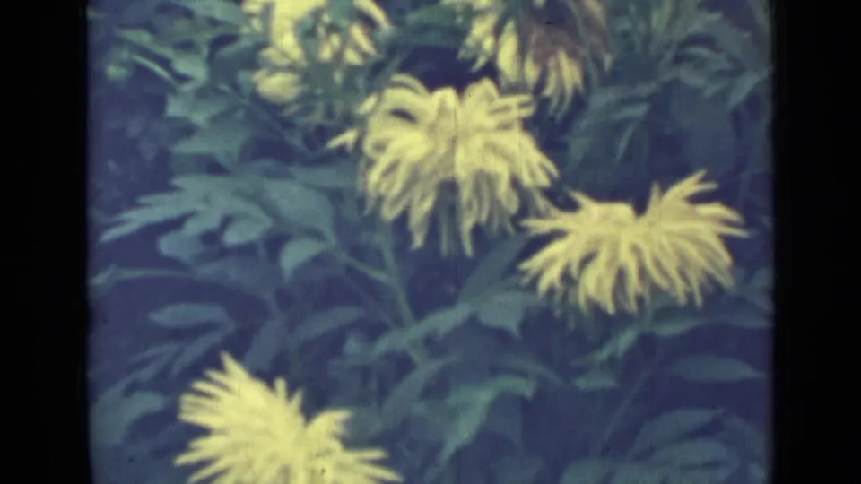 A lower cluster of yellow narrow-petaled flowers sits among green leaves, with faded color and visible film texture.