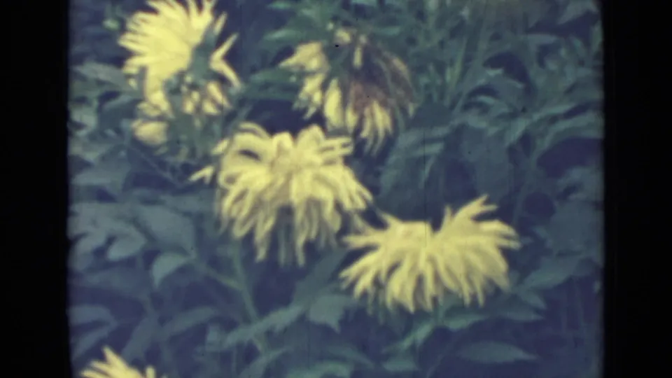 Final 8mm frame shows yellow long-petaled flowers and leafy stems, with soft focus and faded bluish color.