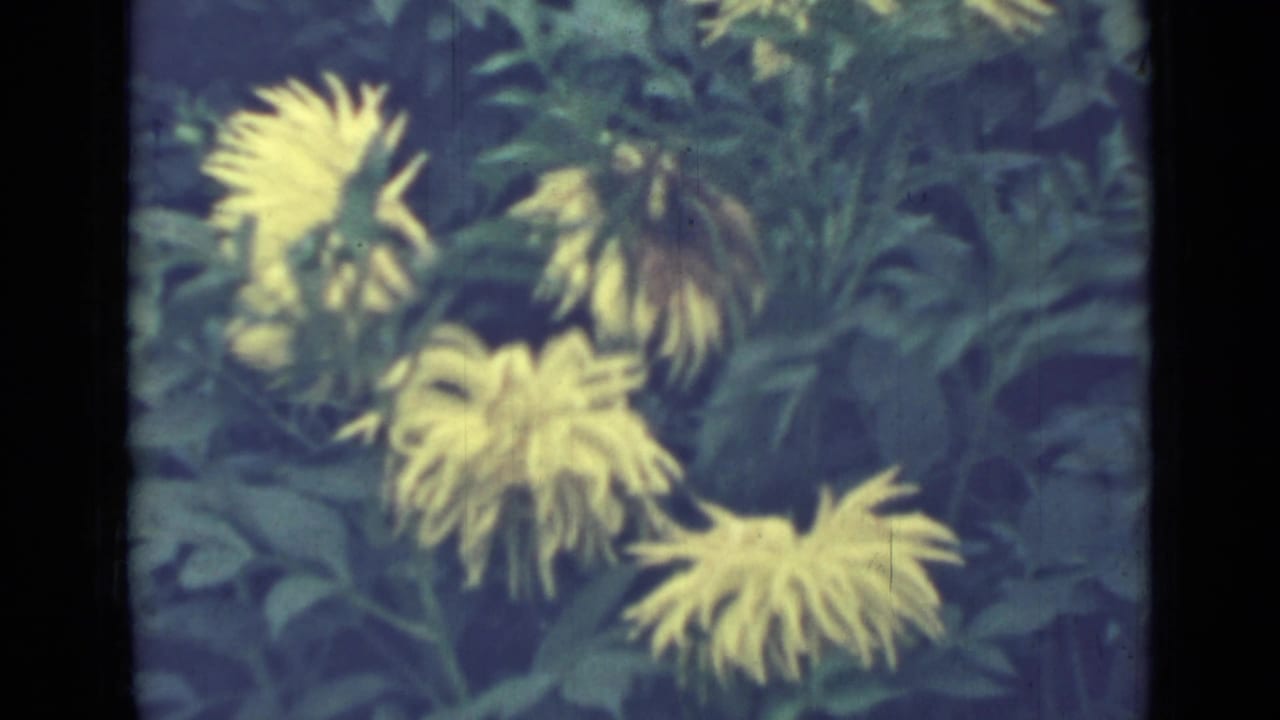Yellow flowers against dense green foliage in a soft 8mm frame.