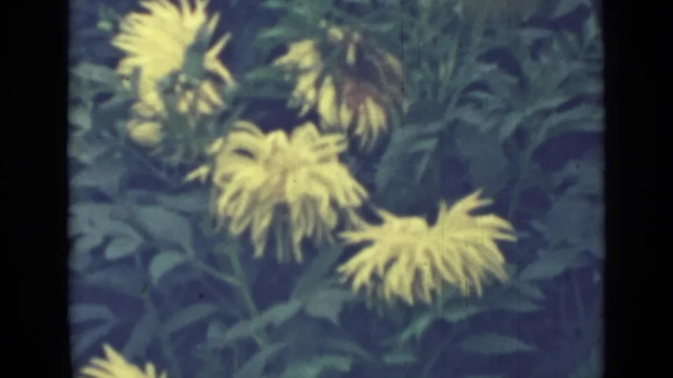 Close garden view of yellow flowers among green leaves, matching the supplied 1967 Saint Petersburg 8mm metadata.