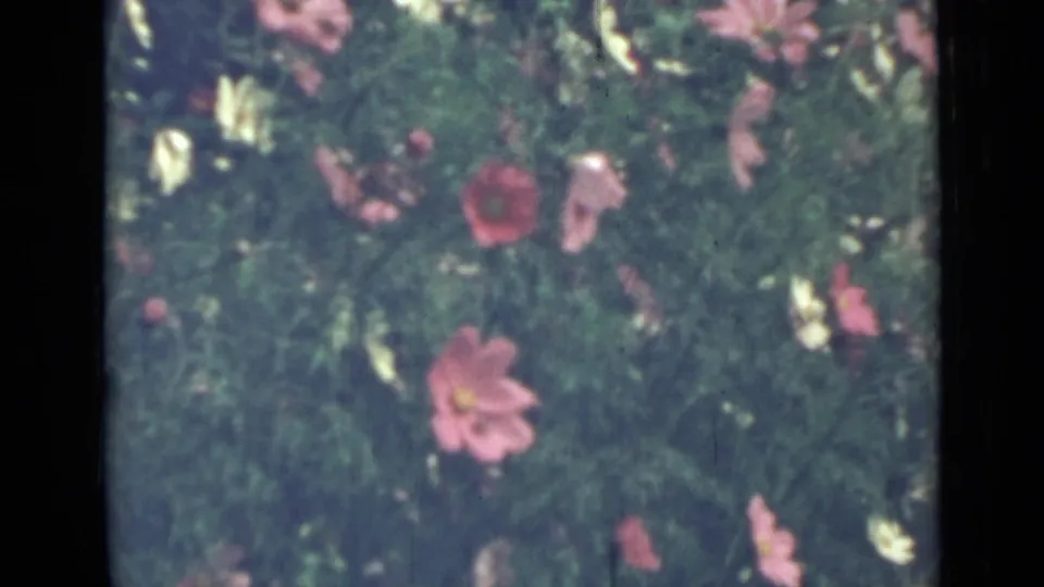 Soft 8mm view of red, pink, and pale blossoms in green foliage, from the supplied 1967 Saint Petersburg garden clip.