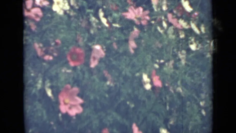 A close garden shot shows red and pale blossoms amid green leaves, with 8mm grain and color shift from the 1967 Saint Petersburg metadata.