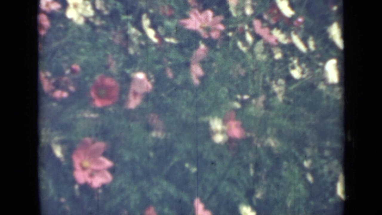 1967 Saint Petersburg home-movie frame showing pink and white garden flowers surrounded by dense green leaves.
