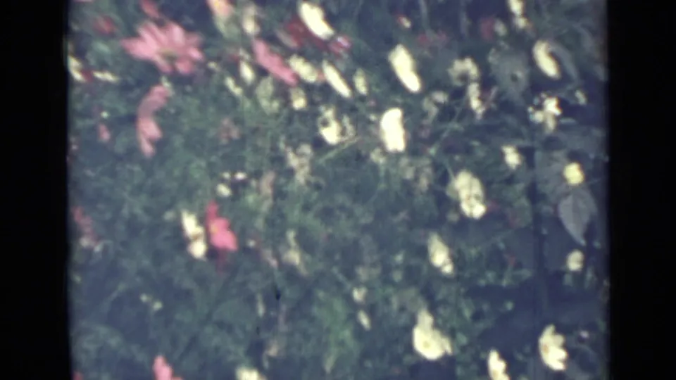 1967 Saint Petersburg 8mm frame with pale white blossoms and scattered pink flowers in a leafy garden.