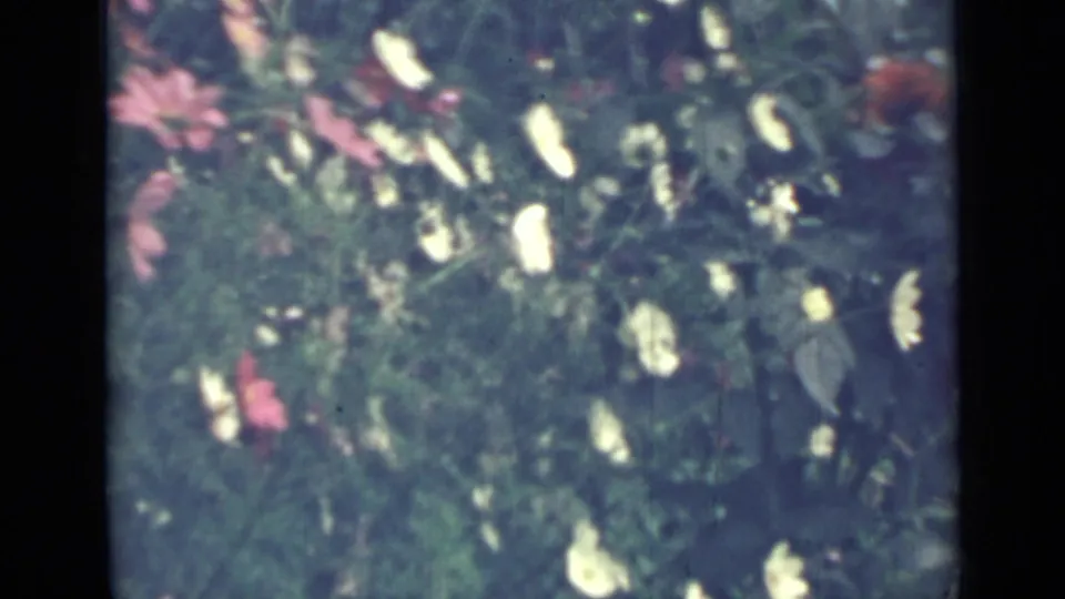 1967 Saint Petersburg home-movie still showing a leafy flower bed with white blooms and occasional pink flowers.