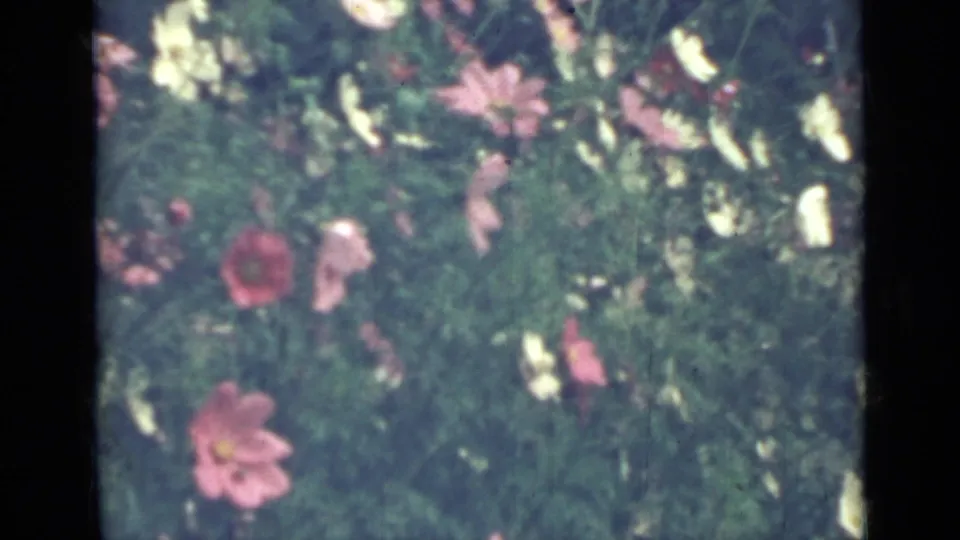 1967 Saint Petersburg 8mm frame of pink flower heads and pale blossoms within a dense green garden bed.