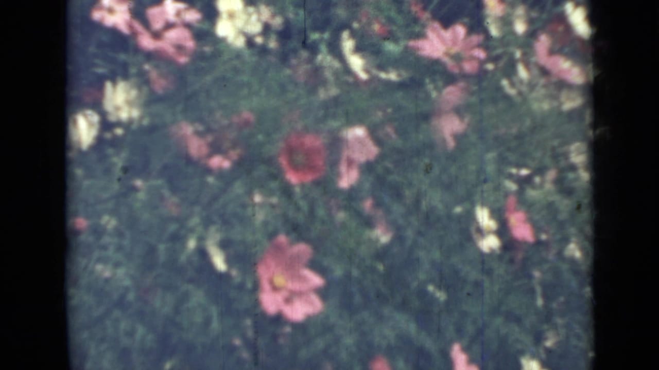 Soft-focus garden flowers in pink and red among dense green foliage.