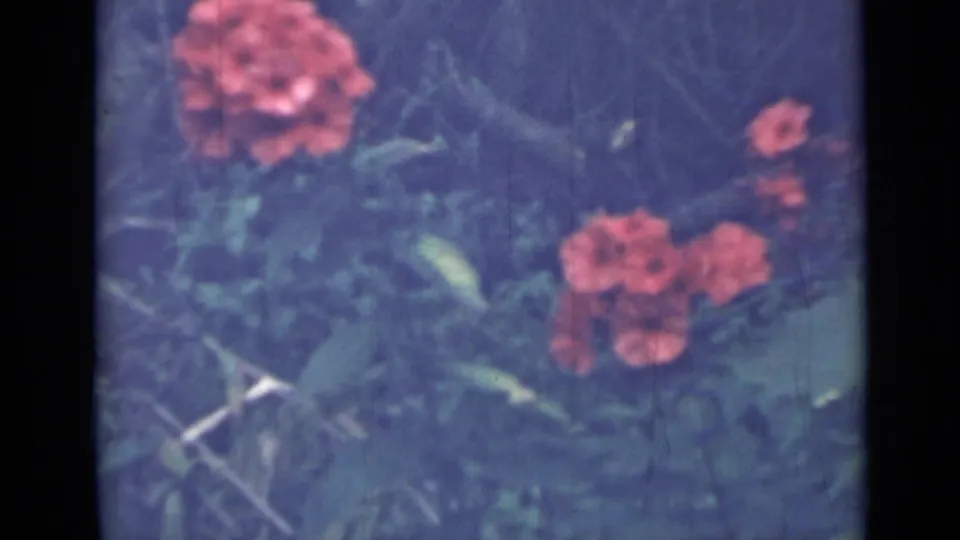 1967 Saint Petersburg garden frame with red-orange blooms set against bluish-green leaves and stems.