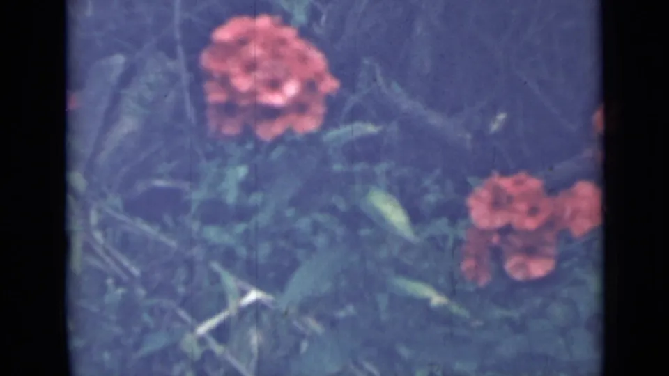 Soft 8mm frame from the garden clip showing red-orange flowers, plant stems, and dense foliage.