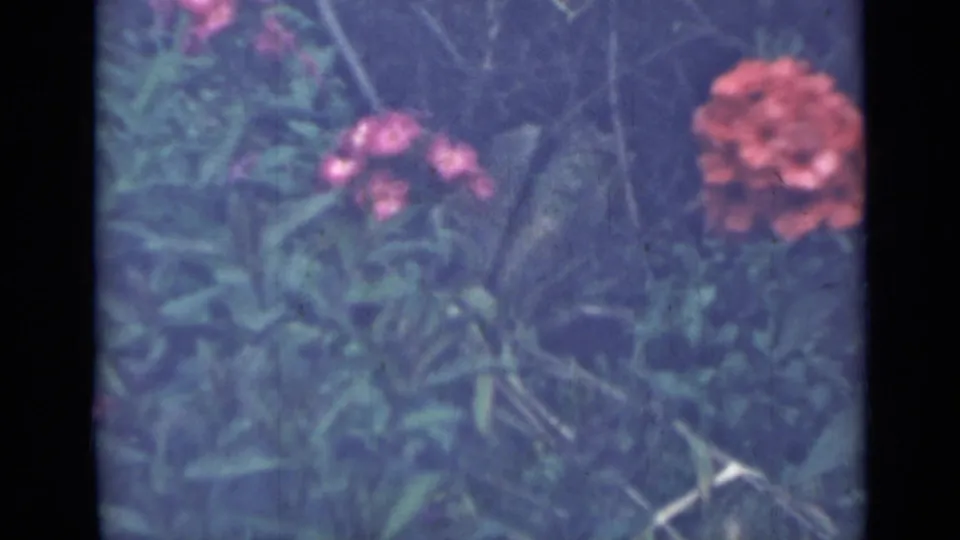 1967 Saint Petersburg garden frame showing red-orange and pink flowers among layered green plants.