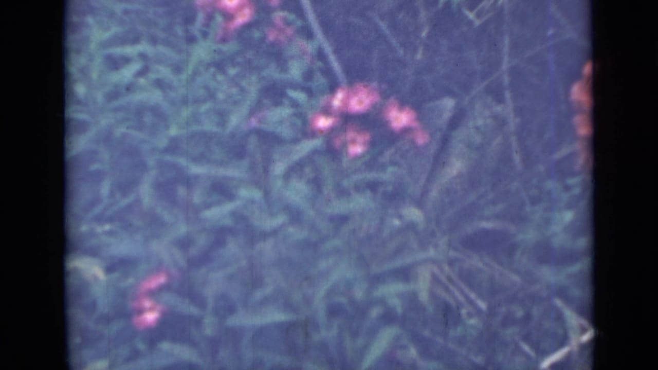 Soft-focus pink flowers and green foliage within dark 8mm frame borders.