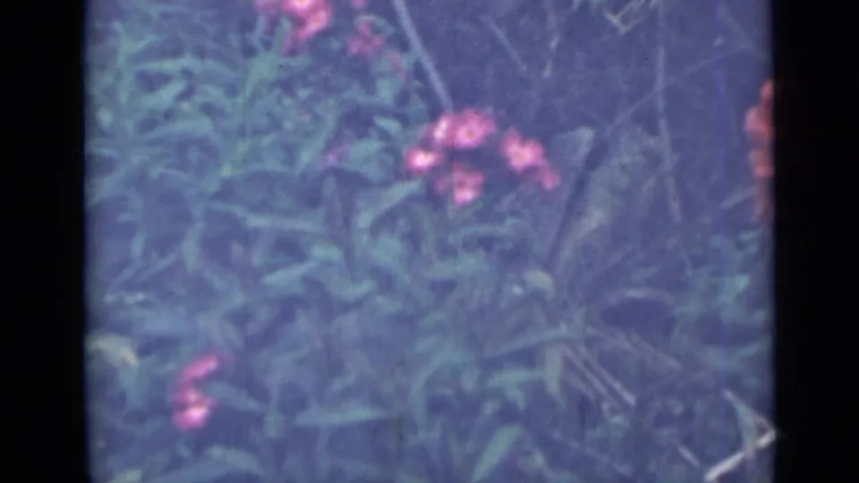 1967 Saint Petersburg 8mm frame showing blurred pink blossoms among dense green garden leaves.