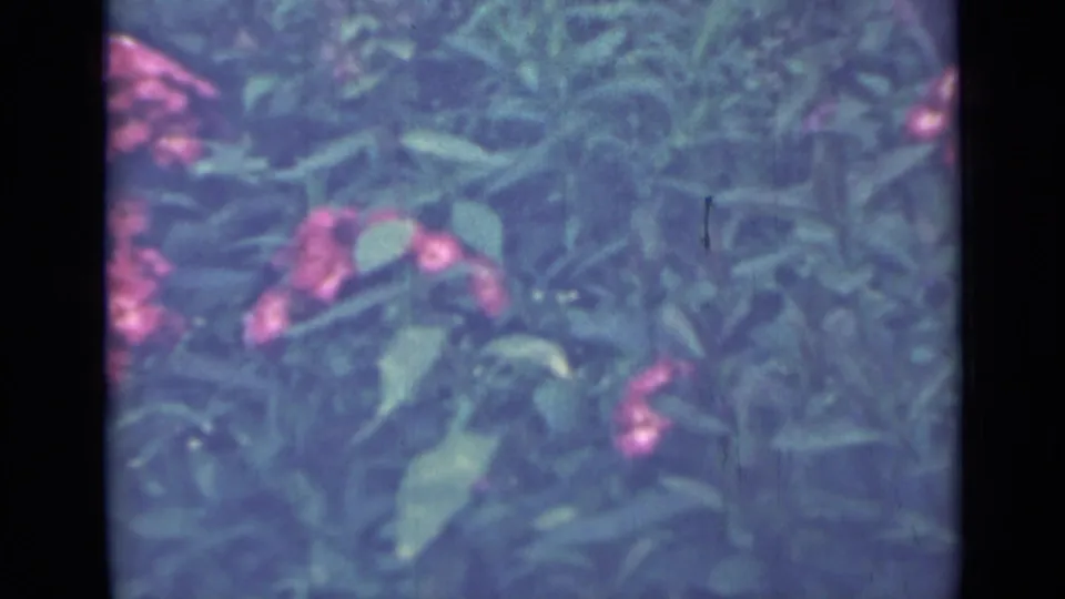 1967 Saint Petersburg home-movie frame with pink flowers partly obscured by green leaves and film borders.