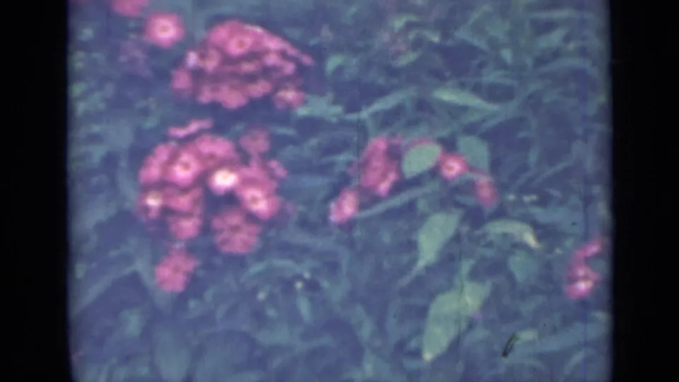1967 Saint Petersburg 8mm close view of a pink flower cluster surrounded by soft green leaves.