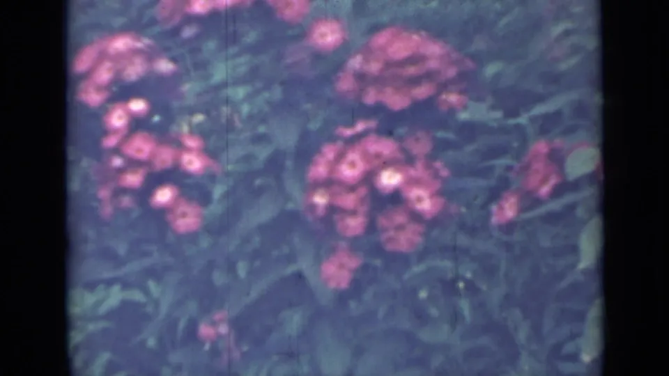 1967 Saint Petersburg home-movie frame showing pink blossoms against dense green foliage with visible film texture.