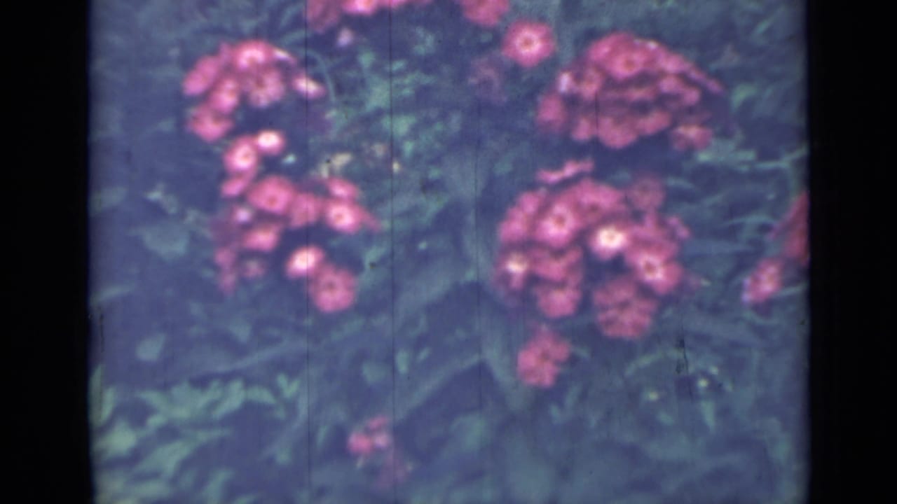Soft-focus pink and hot pink flowers surrounded by dark green garden foliage.