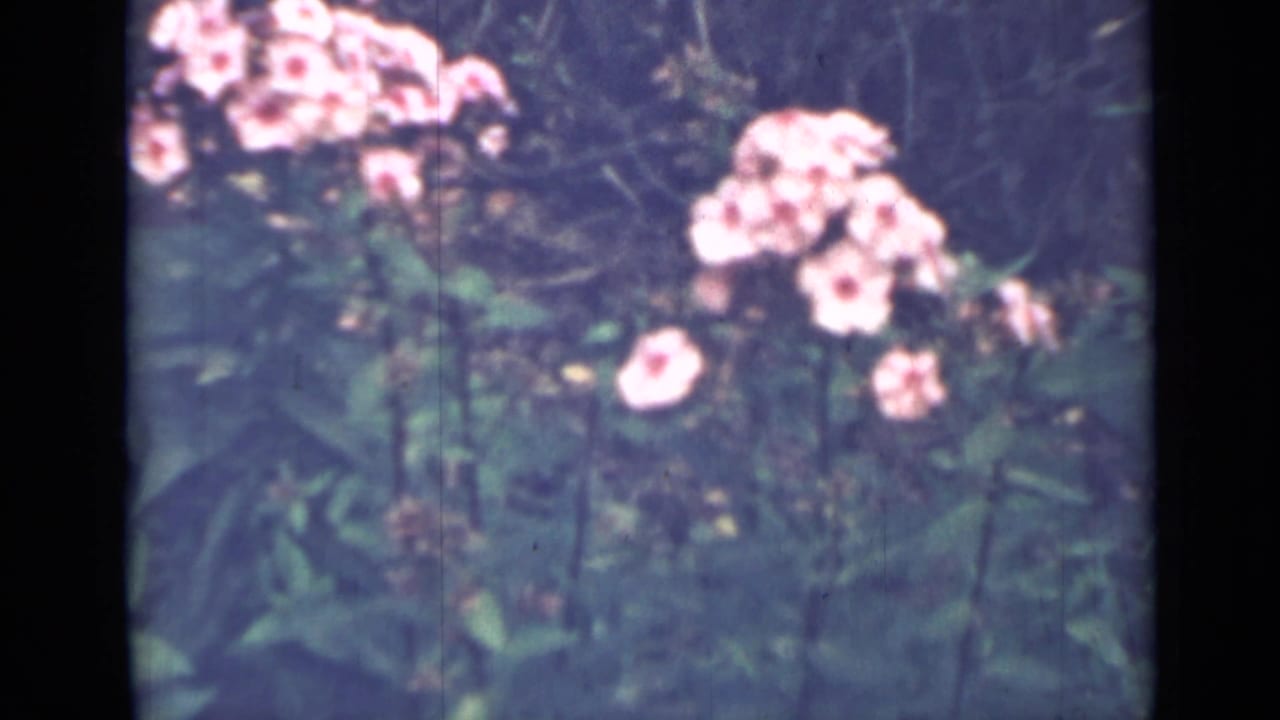 Pale pink flower clusters above dense green leaves in a garden bed.