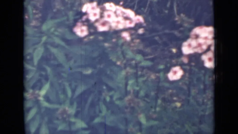 1967 Saint Petersburg 8mm frame showing pale pink blooms and leafy garden plants, with soft focus and visible home-movie film texture.