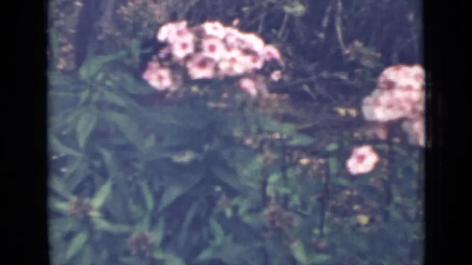 1967 Saint Petersburg 8mm frame with pink clustered flowers, dense foliage, soft focus, and faded blue-green home-movie color.