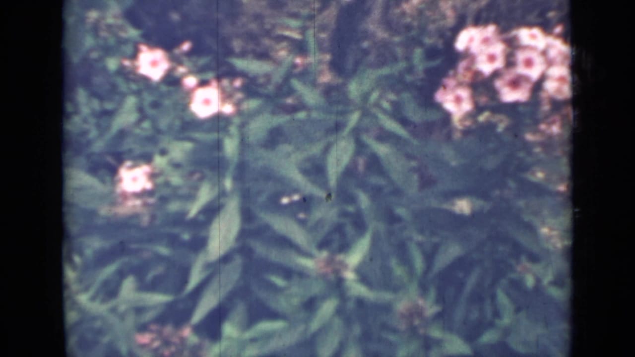 Soft-focus pink flowers and green leaves in a garden.