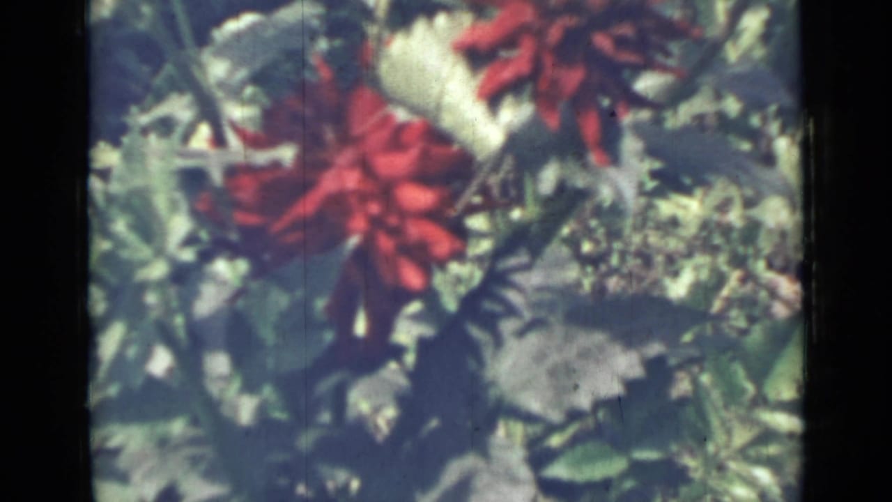 Red flowers and pale leaves in soft garden close-up.