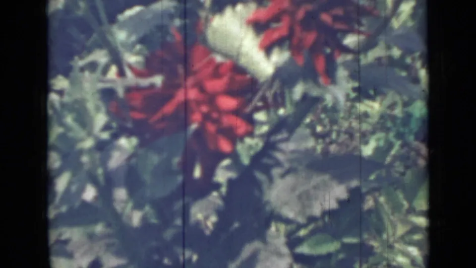Vintage 8mm frame showing red flowers amid layered garden leaves, supported by metadata as Saint Petersburg in 1967.