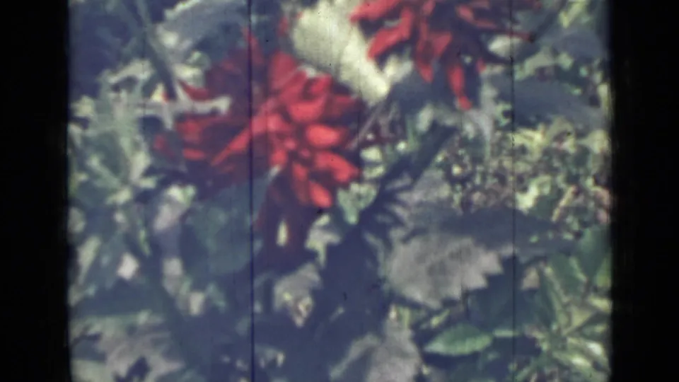 1967 Saint Petersburg 8mm frame with red blossoms, pale leaves, and surrounding green garden foliage.