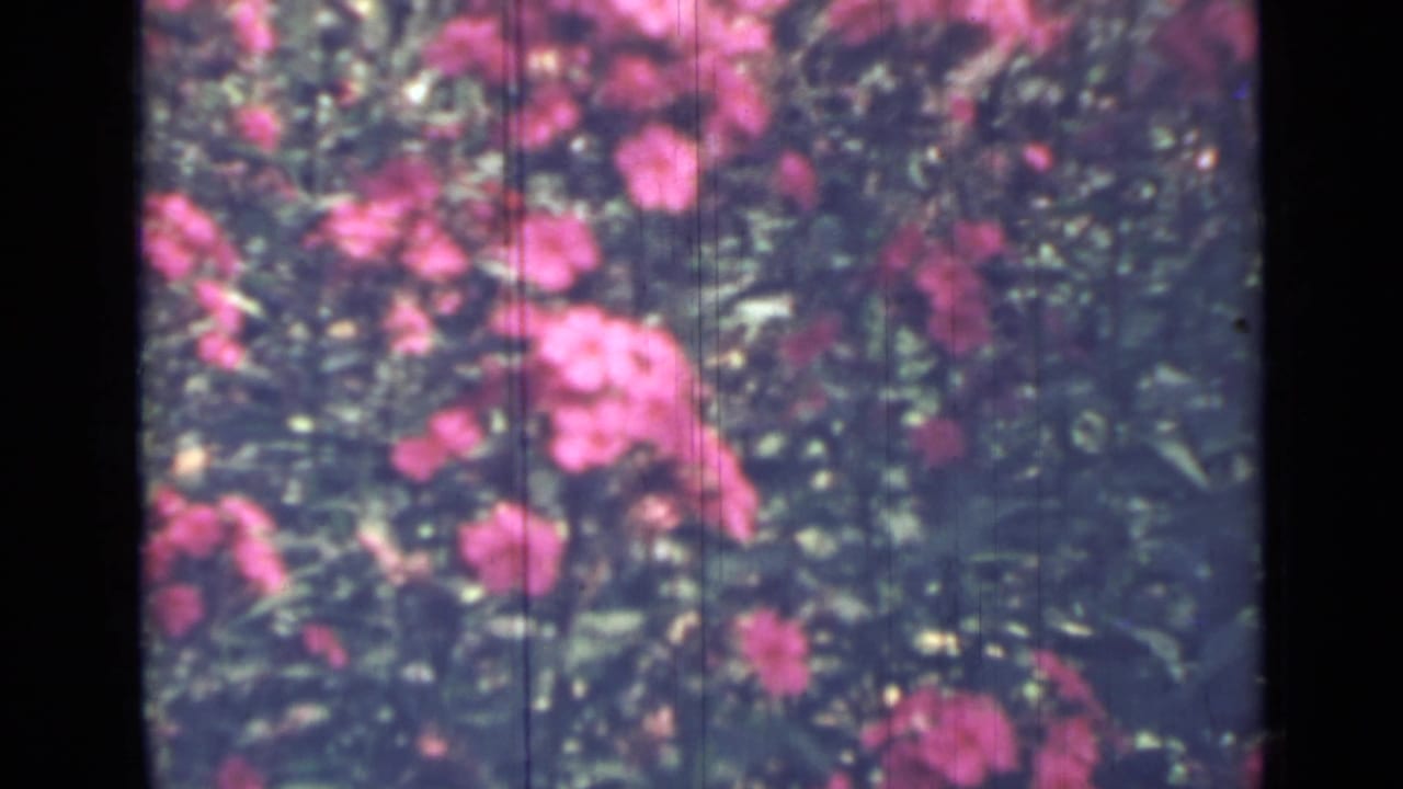 Pink flowers and green foliage fill the frame with dark film edges visible.