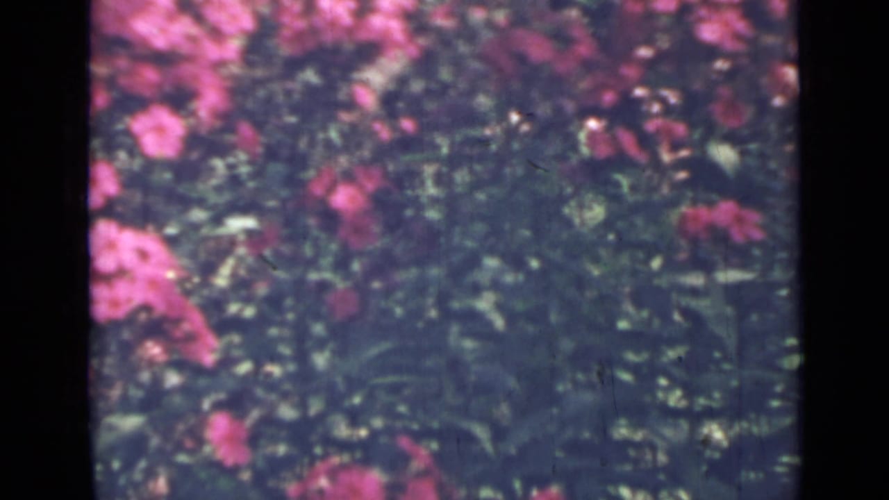 Dense foliage with scattered pink blooms appears behind a dark central film border.