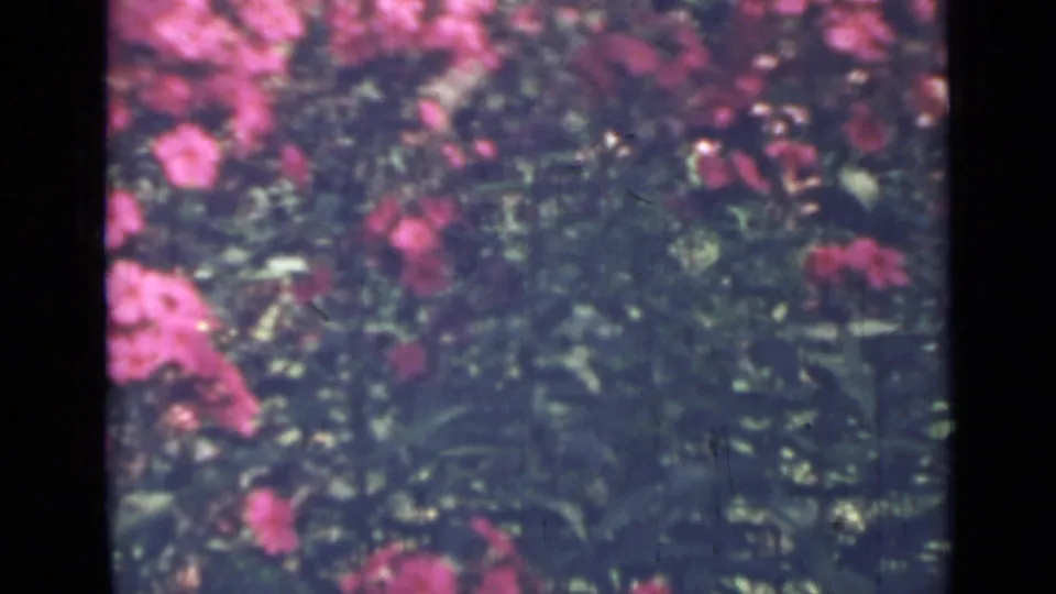 1967 Saint Petersburg garden footage shows pink blossoms and dark green leaves, separated by a heavy black film-frame divider.