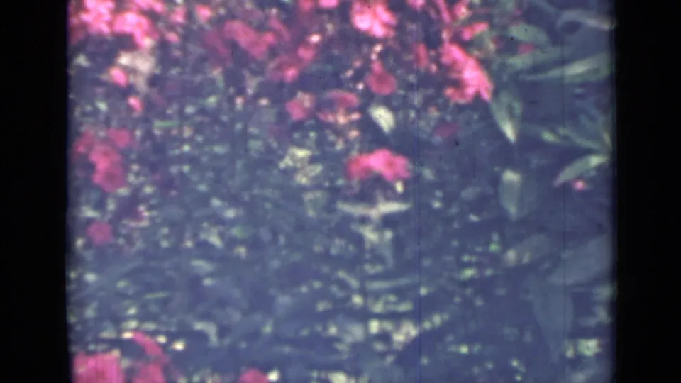 The 1967 8mm view shows pink flowers and climbing leaves in a garden, with blue-magenta color shift and visible film wear.