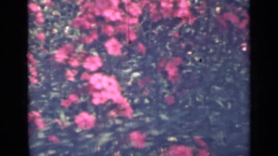 A 1967 8mm frame from Saint Petersburg shows bright pink flower clusters across dense foliage, with grain and small film blemishes visible.