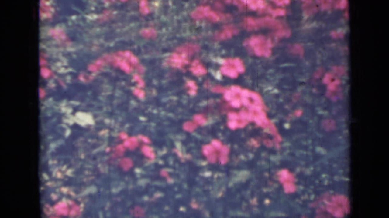 Pink flowers and dark green foliage in a soft 8mm garden frame.