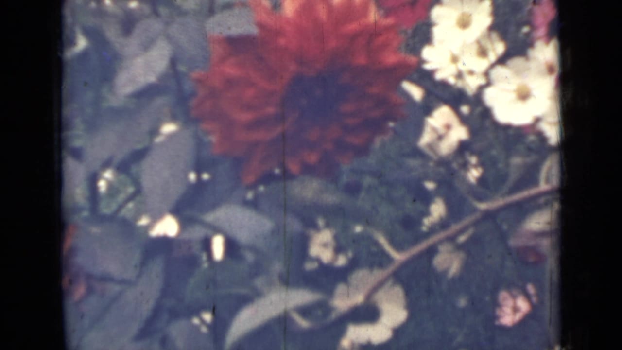 Red dahlia with small white flowers and green leaves.