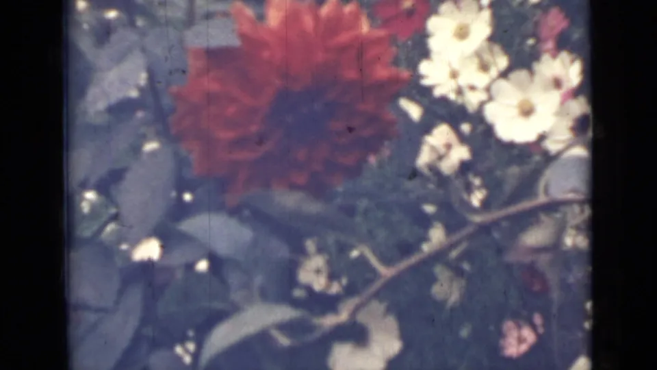 Closer 8mm view of a red dahlia, white daisies, and leafy stems in the Saint Petersburg garden sequence.