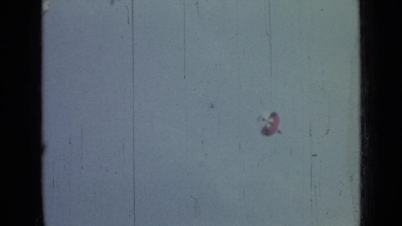 A tiny parachutist and red-and-white canopy appear in the lower sky area of this aged 8mm frame from the 1967 clip metadata.