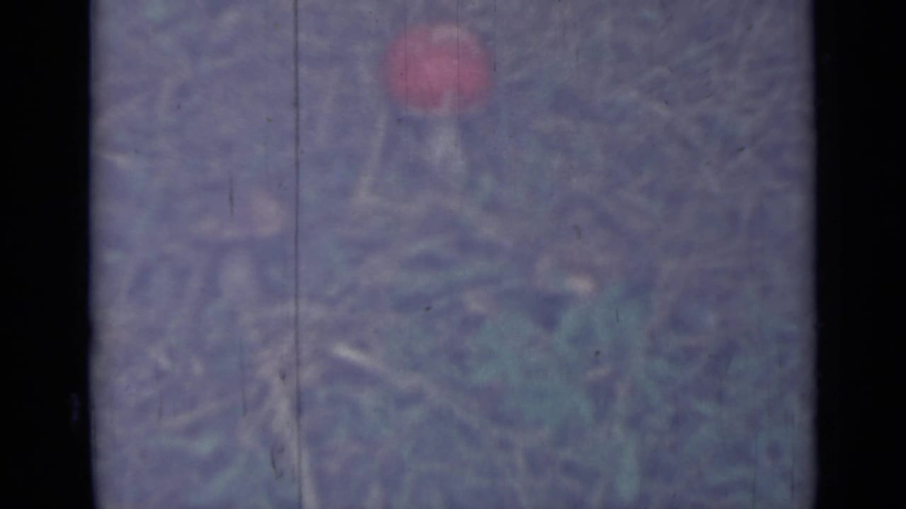 Red-capped mushroom rising from dry grass with faded blue-purple film color.