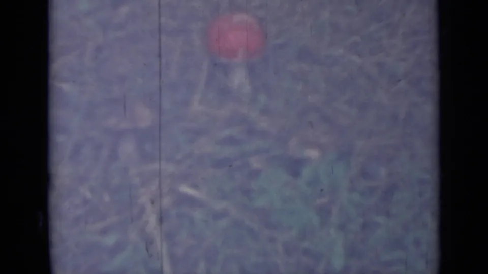 1967 8mm frame from Saint Petersburg metadata showing a red-capped mushroom in sparse dry grass with soft faded color.