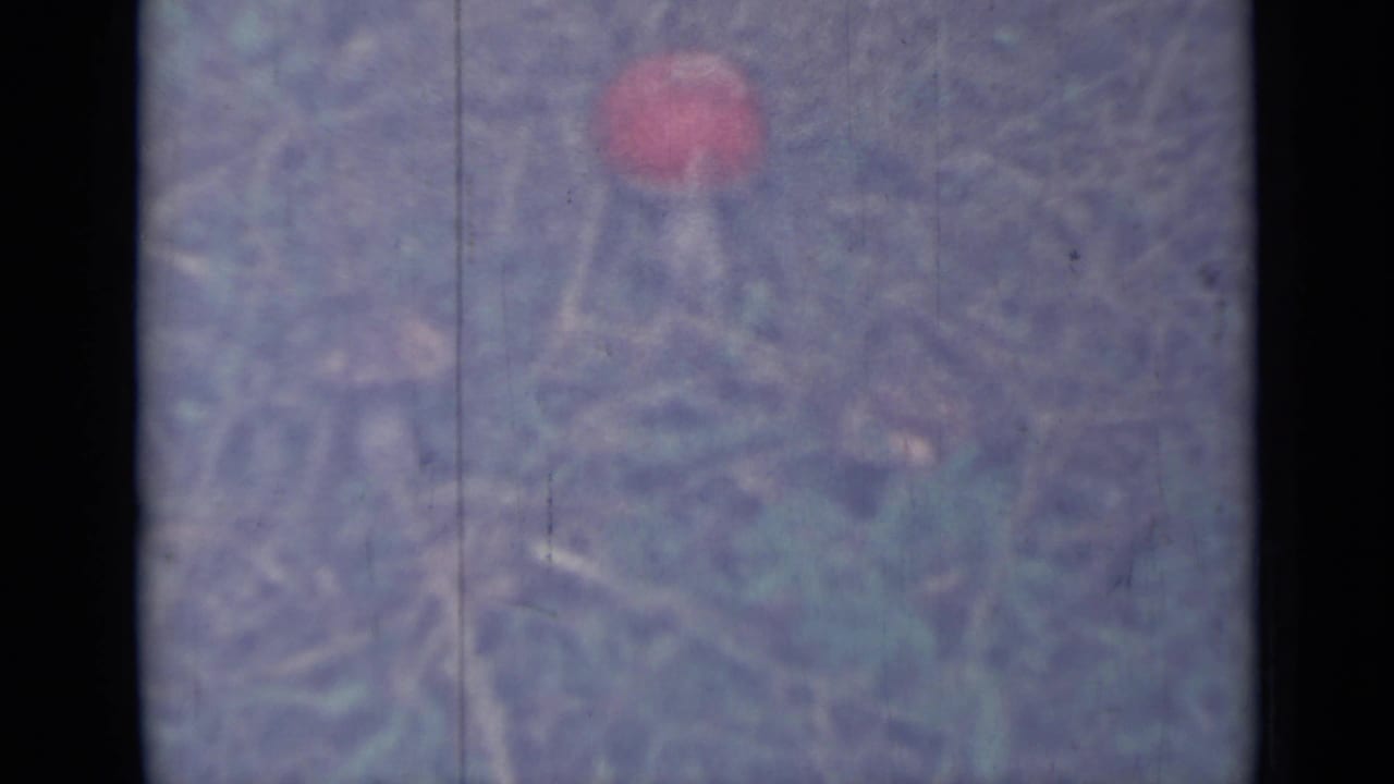 Red mushroom cap above dry grass with a partial brown mushroom at the lower edge.
