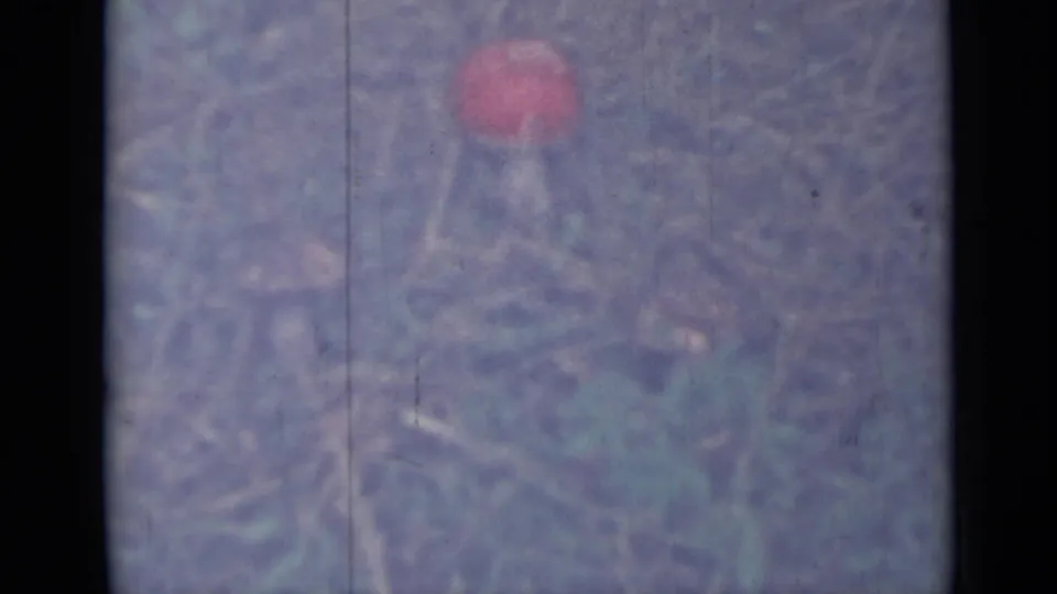 1967 8mm frame supported by metadata, with a red mushroom near the top and another mushroom partly visible in dry grass.