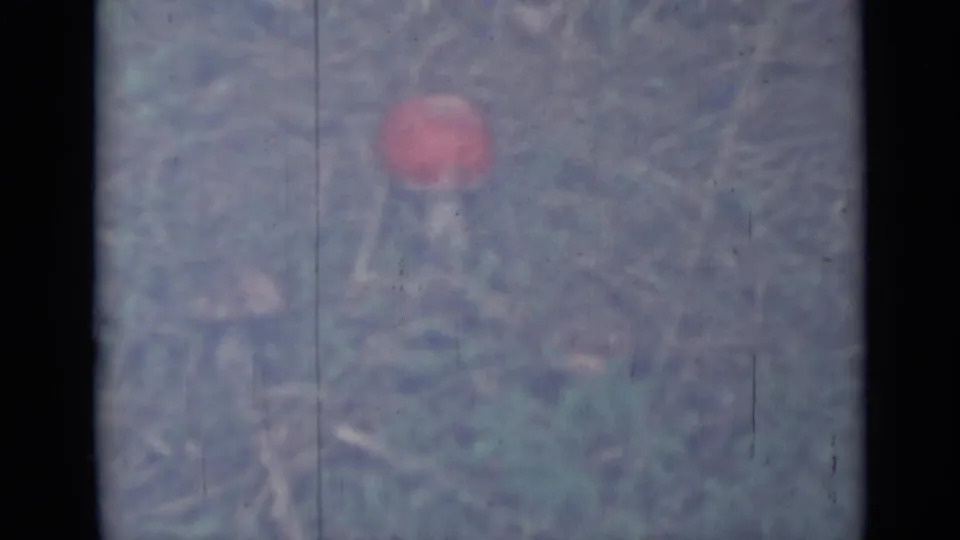 1967 Saint Petersburg home-movie frame showing a red-capped mushroom in dry grass with soft focus and aged film texture.