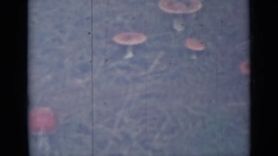 1967 8mm frame from Saint Petersburg metadata showing several mushrooms in dry grass with visible film grain and color fading.