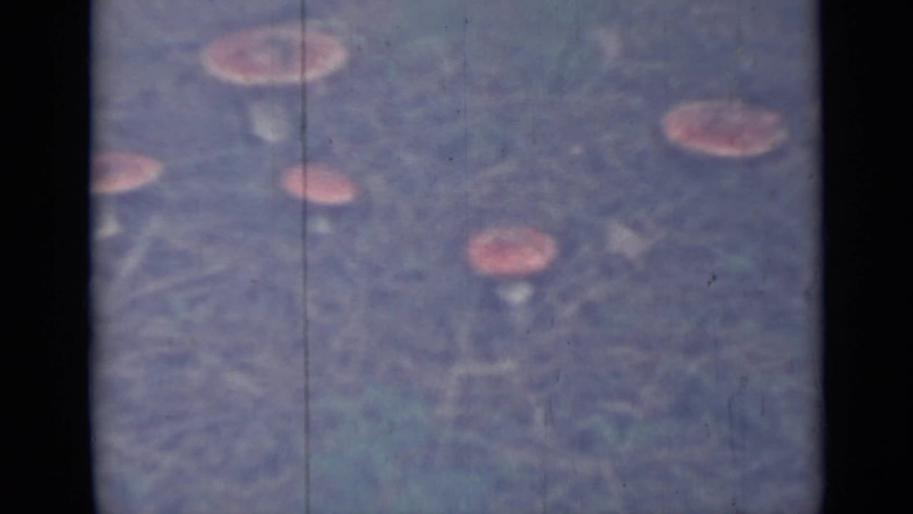 Several pink-capped mushrooms in blue-green grass with dark 8mm frame borders.